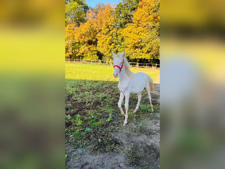Deutsches Reitpony Hengst 1 Jahr 148 cm Palomino in Vienenburg