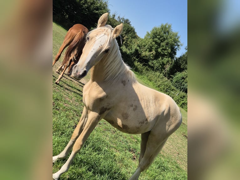 Deutsches Reitpony Hengst 1 Jahr 148 cm Palomino in Vienenburg