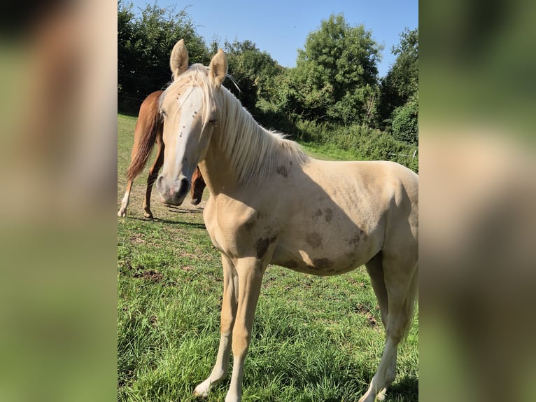 Deutsches Reitpony Hengst 1 Jahr 148 cm Palomino in Vienenburg