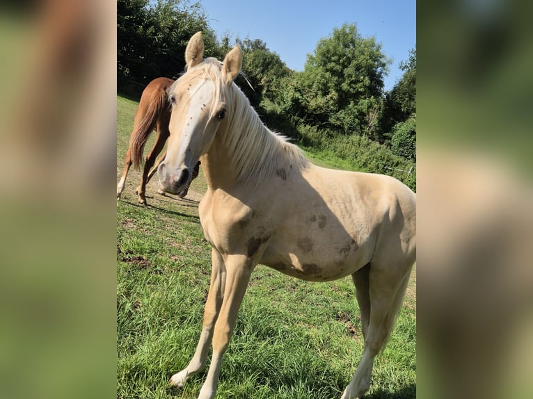 Deutsches Reitpony Hengst 1 Jahr 148 cm Palomino in Vienenburg