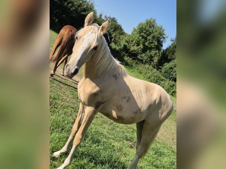 Deutsches Reitpony Hengst 1 Jahr 148 cm Palomino in Vienenburg