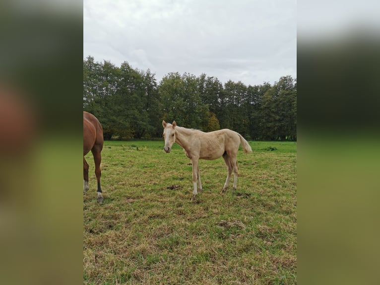 Deutsches Reitpony Hengst 1 Jahr 148 cm Palomino in Vienenburg