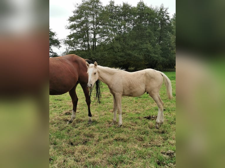 Deutsches Reitpony Hengst 1 Jahr 148 cm Palomino in Vienenburg