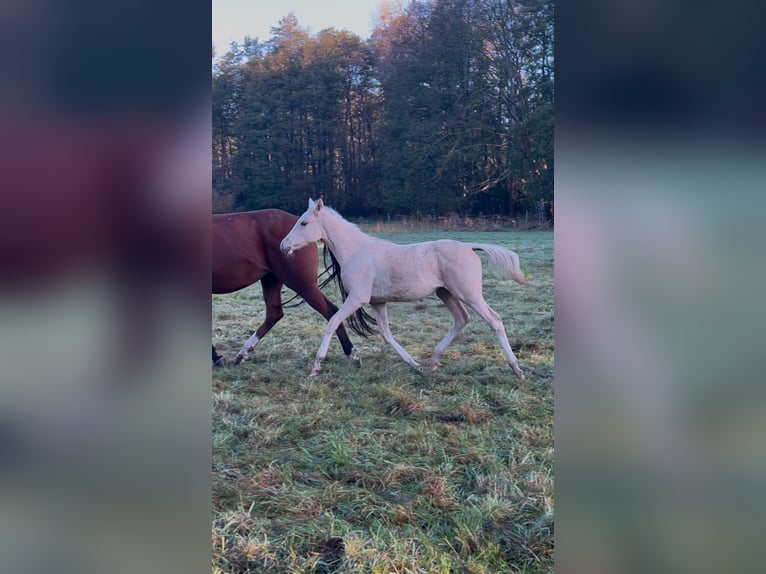 Deutsches Reitpony Hengst 1 Jahr 148 cm Palomino in Vienenburg