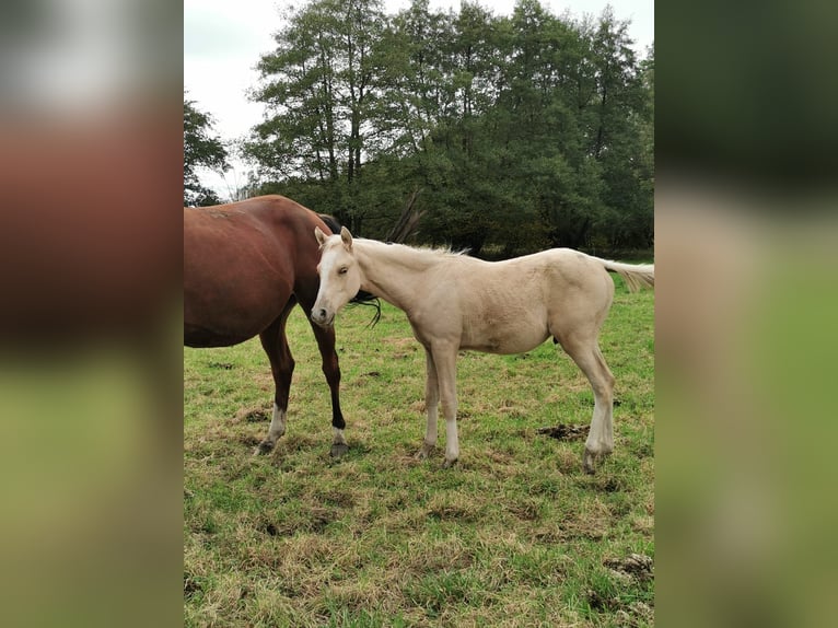 Deutsches Reitpony Hengst 1 Jahr 148 cm Palomino in Vienenburg