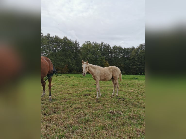 Deutsches Reitpony Hengst 1 Jahr 148 cm Palomino in Vienenburg