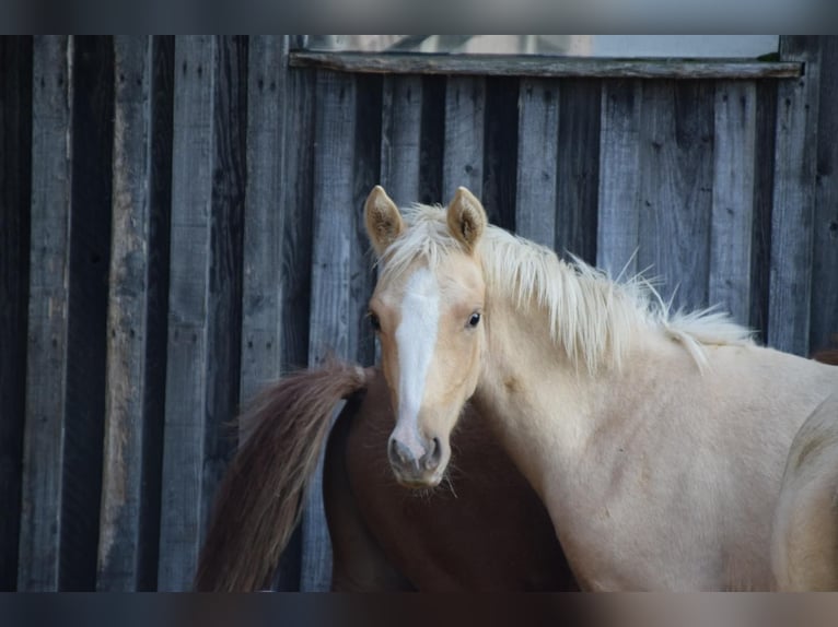 Deutsches Reitpony Hengst 1 Jahr 148 cm Palomino in Leussin