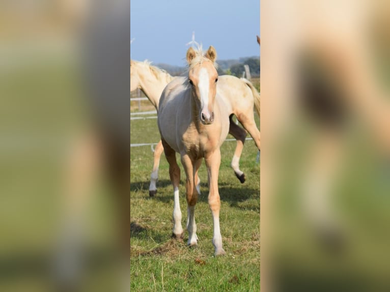 Deutsches Reitpony Hengst 1 Jahr 148 cm Palomino in Leussin