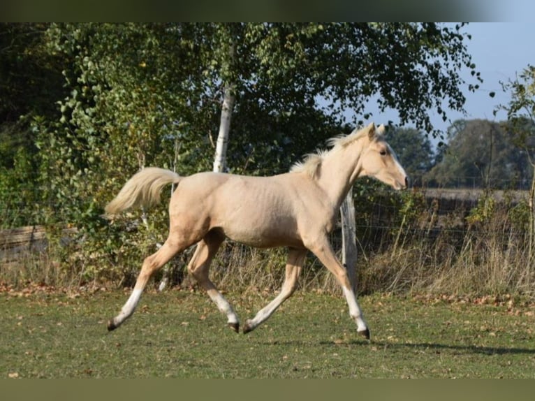 Deutsches Reitpony Hengst 1 Jahr 148 cm Palomino in Leussin