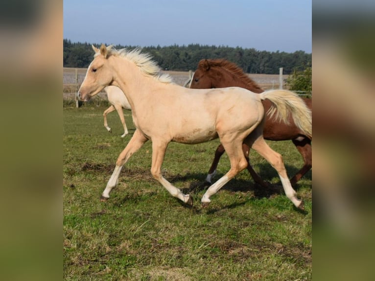 Deutsches Reitpony Hengst 1 Jahr 148 cm Palomino in Leussin