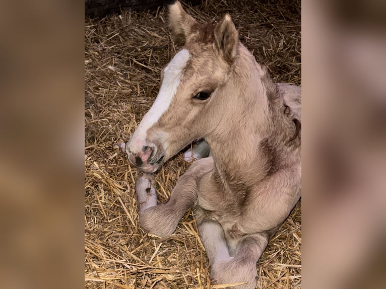 Deutsches Reitpony Hengst 1 Jahr 148 cm Red Dun in Wegeleben