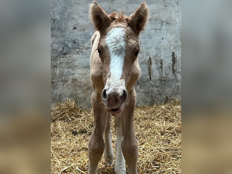 Deutsches Reitpony Hengst 1 Jahr 148 cm Red Dun in Wegeleben