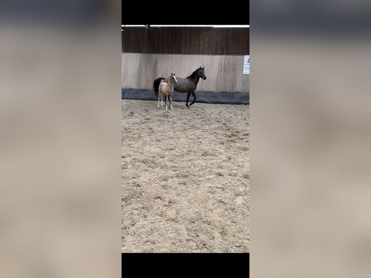 Deutsches Reitpony Hengst 1 Jahr 148 cm Red Dun in Wegeleben