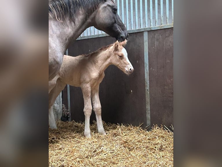 Deutsches Reitpony Hengst 1 Jahr 148 cm Red Dun in Wegeleben