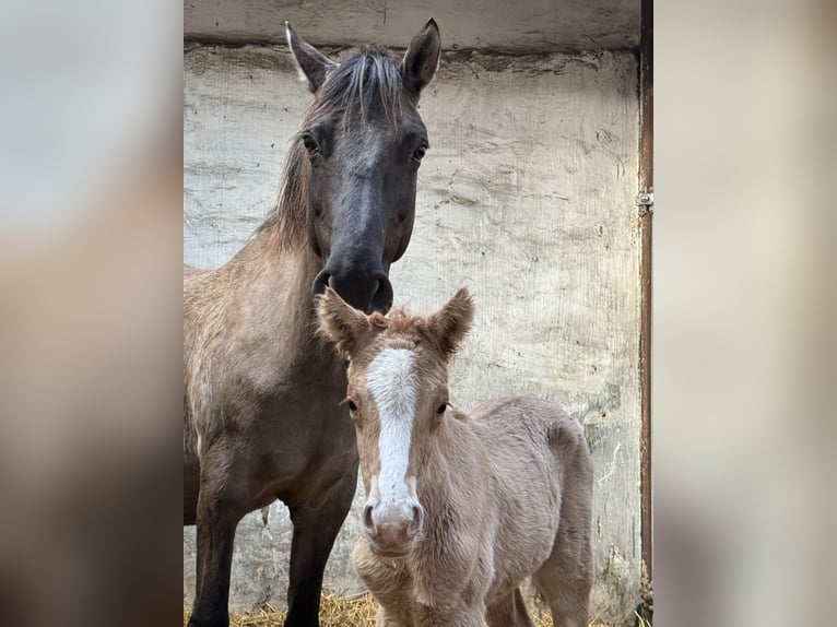 Deutsches Reitpony Hengst 1 Jahr 148 cm Red Dun in Wegeleben