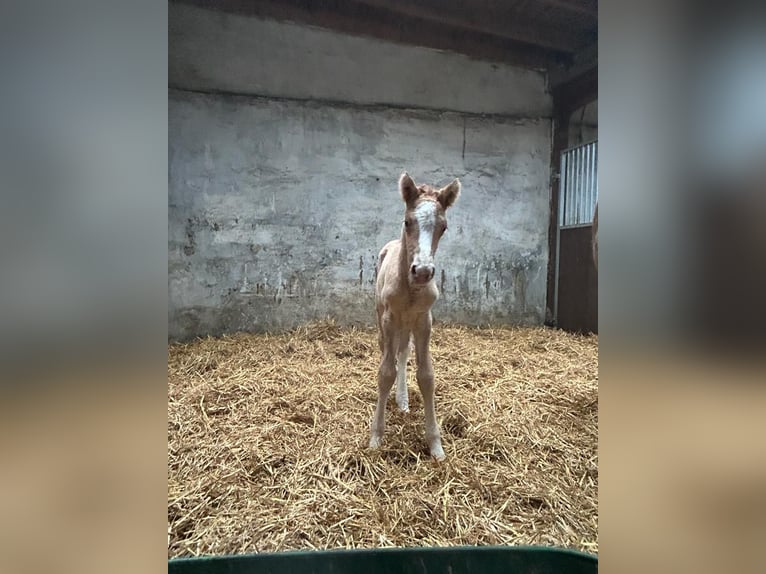 Deutsches Reitpony Hengst 1 Jahr 148 cm Red Dun in Wegeleben