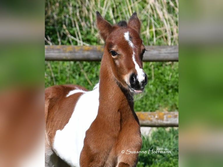 Deutsches Reitpony Hengst 1 Jahr 148 cm Tobiano-alle-Farben in GödenrothMörsdorf