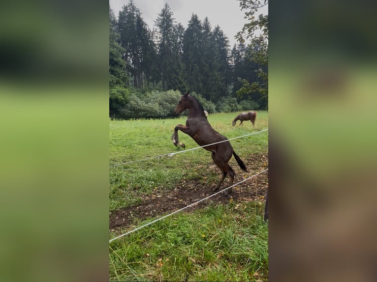 Deutsches Reitpony Hengst 1 Jahr 149 cm Brauner in Balingen