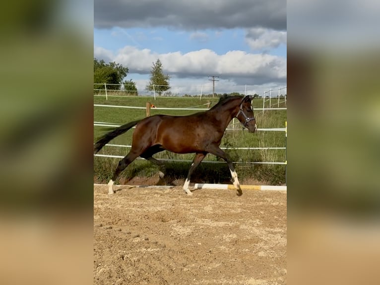 Deutsches Reitpony Hengst 1 Jahr 150 cm Brauner in Wilburgstetten