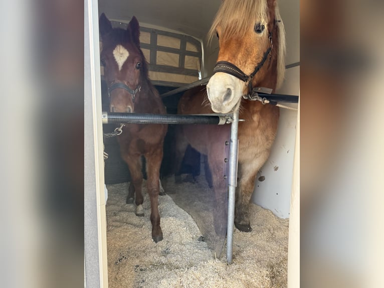 Deutsches Reitpony Hengst 1 Jahr 150 cm Dunkelfuchs in Stralsund