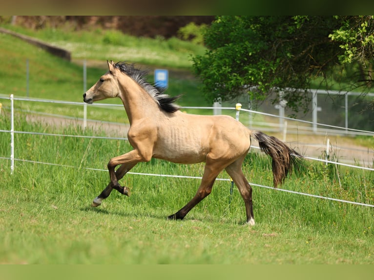 Deutsches Reitpony Hengst 1 Jahr 150 cm Falbe in Bad Zwesten