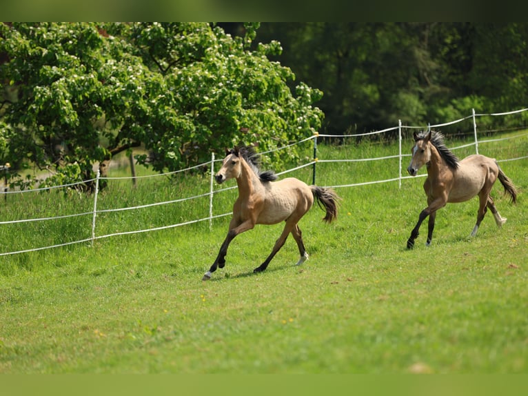 Deutsches Reitpony Hengst 1 Jahr 150 cm Falbe in Bad Zwesten