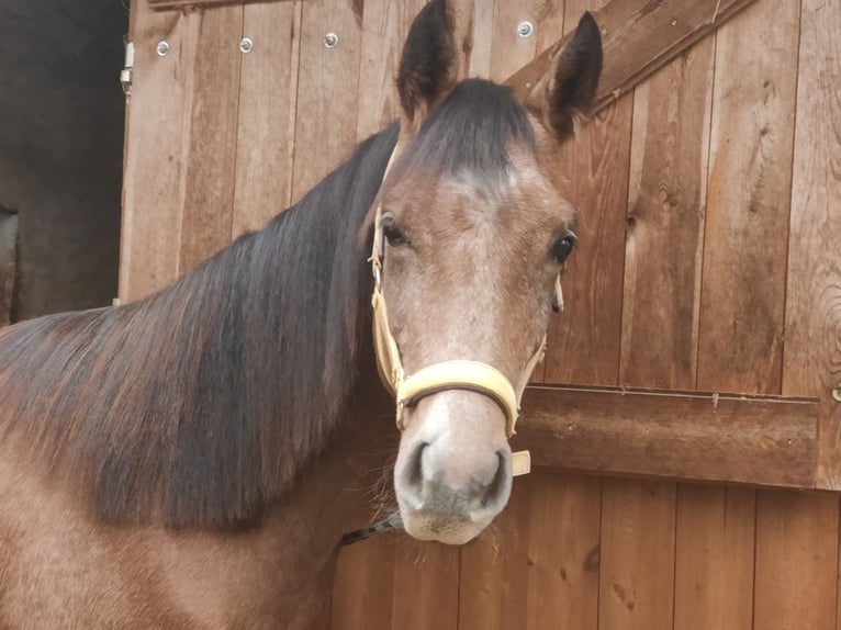 Deutsches Reitpony Hengst 1 Jahr 150 cm Schimmel in Planebruch