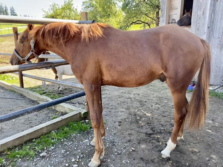 Deutsches Reitpony Hengst 1 Jahr 155 cm Dunkelfuchs in Heimenkirch