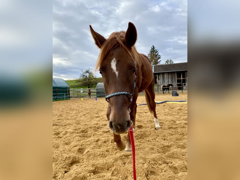 Deutsches Reitpony Hengst 1 Jahr 155 cm Dunkelfuchs in Heimenkirch