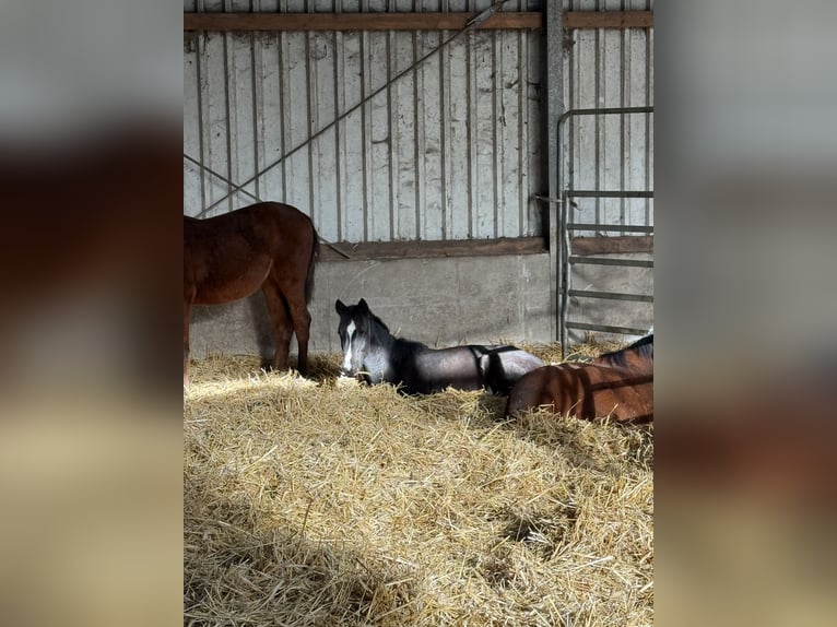 Deutsches Reitpony Mix Hengst 1 Jahr 160 cm Rappe in Schapen