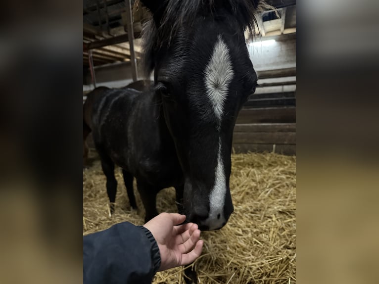 Deutsches Reitpony Mix Hengst 1 Jahr 160 cm Rappe in Schapen