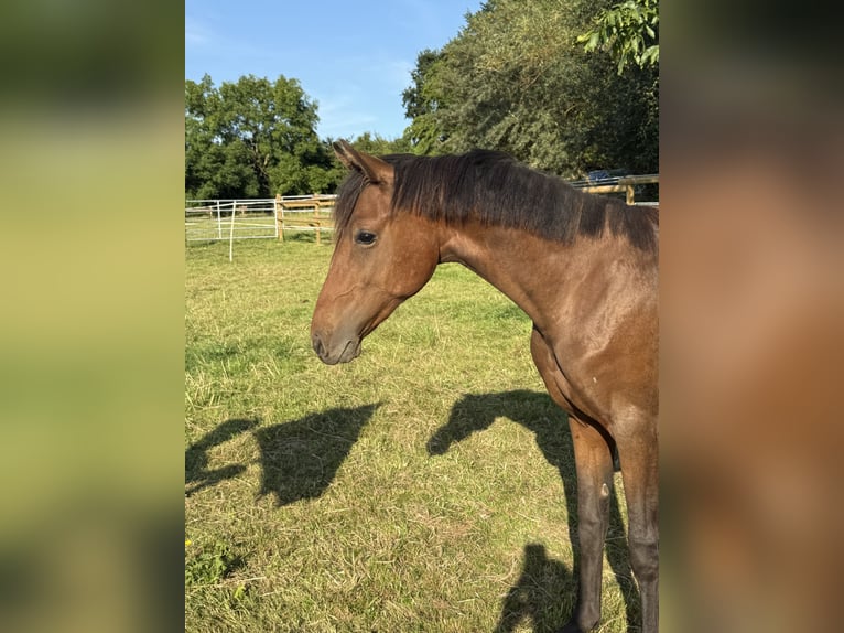 Deutsches Reitpony Hengst 1 Jahr Brauner in Springe