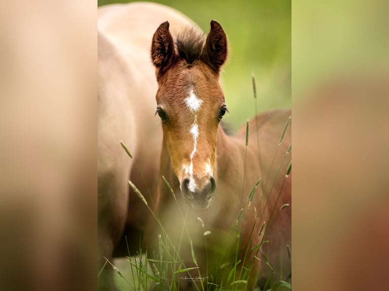 Deutsches Reitpony Hengst 1 Jahr Brauner in Springe