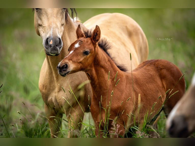 Deutsches Reitpony Hengst 1 Jahr Brauner in Springe