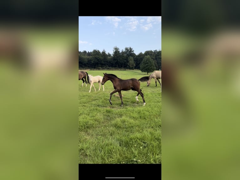 Deutsches Reitpony Hengst 1 Jahr Brauner in Springe