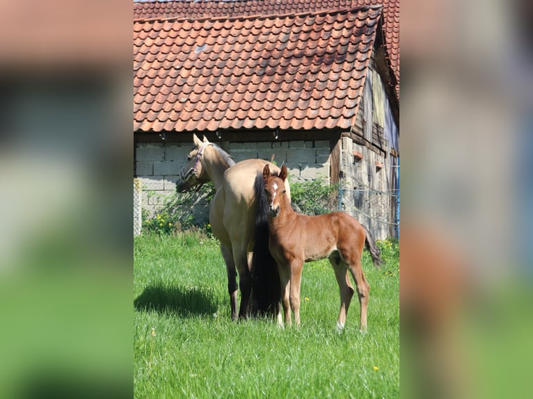 Deutsches Reitpony Hengst 1 Jahr Brauner in Springe
