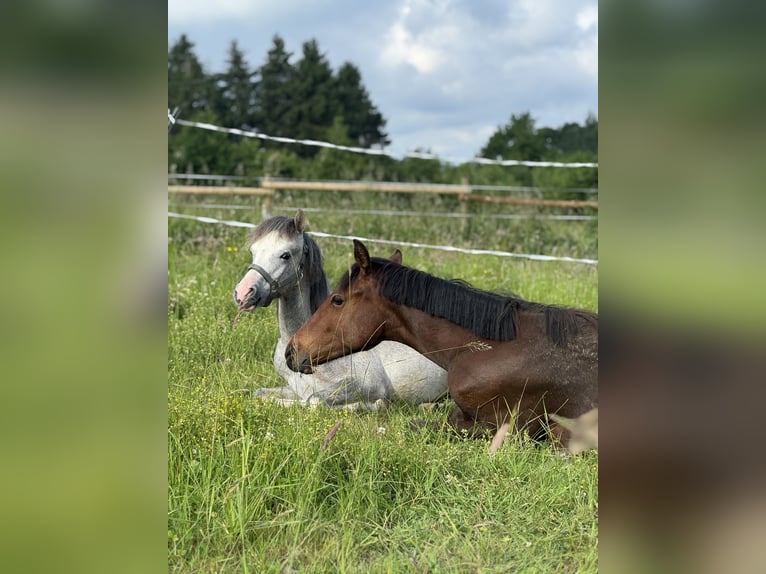 Deutsches Reitpony Hengst 1 Jahr Brauner in Springe