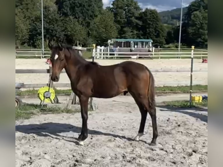 Deutsches Reitpony Hengst 1 Jahr Brauner in Bad König