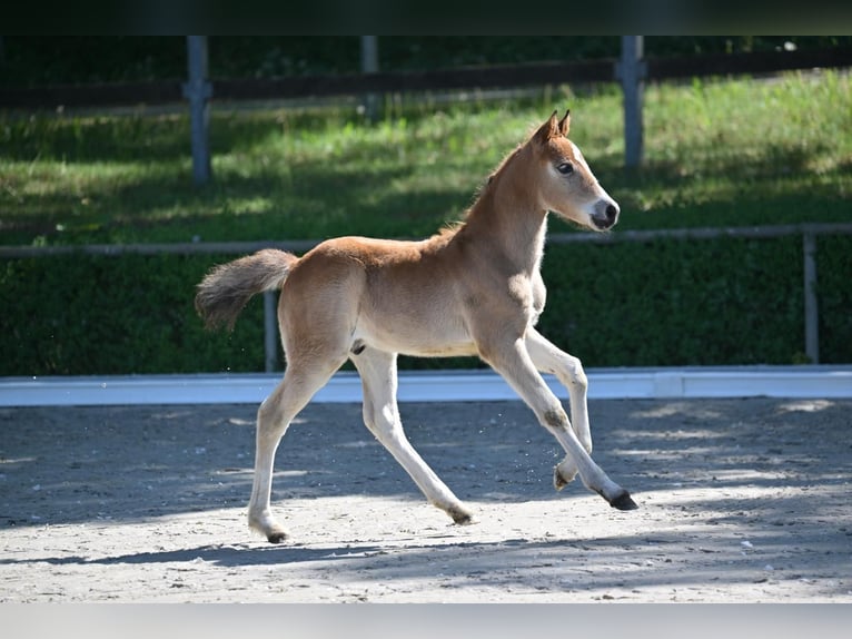 Deutsches Reitpony Hengst 1 Jahr Brauner in Marienfließ