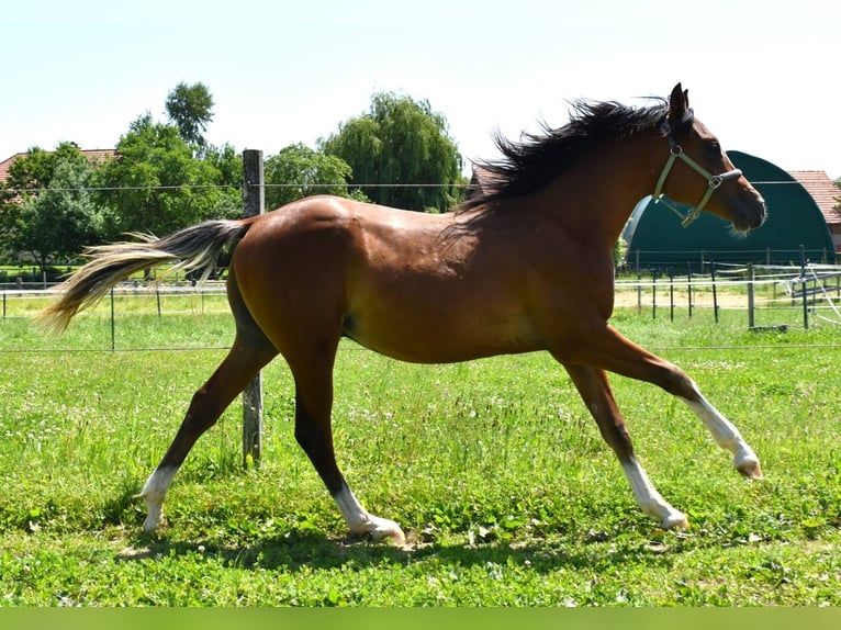 Deutsches Reitpony Hengst 1 Jahr Brauner in Gilgenberg am Weilhart