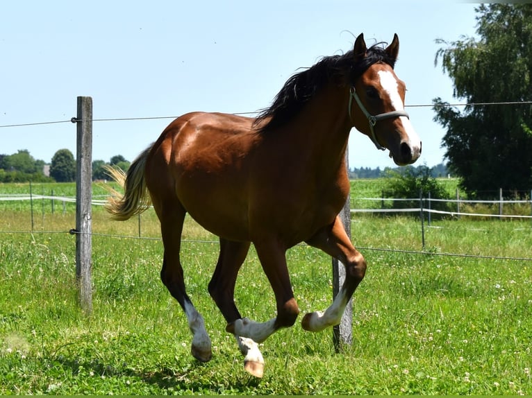 Deutsches Reitpony Hengst 1 Jahr Brauner in Gilgenberg am Weilhart