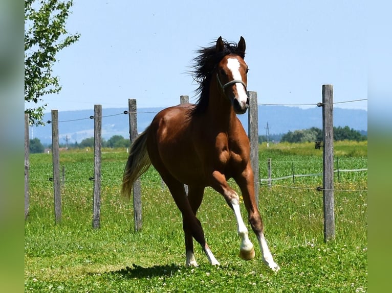Deutsches Reitpony Hengst 1 Jahr Brauner in Gilgenberg am Weilhart