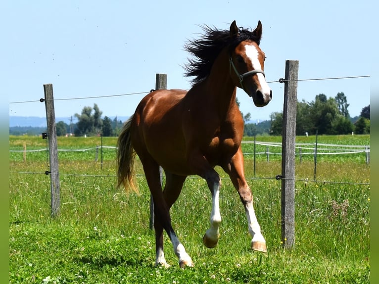 Deutsches Reitpony Hengst 1 Jahr Brauner in Gilgenberg am Weilhart