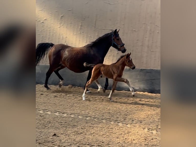 Deutsches Reitpony Hengst 1 Jahr Brauner in Wegeleben