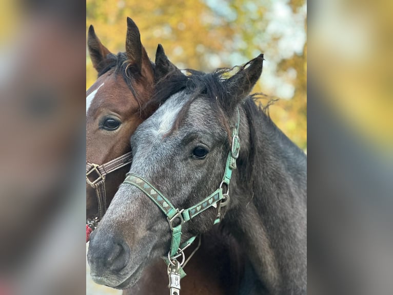 Deutsches Reitpony Hengst 1 Jahr Brauner in Wülfrath