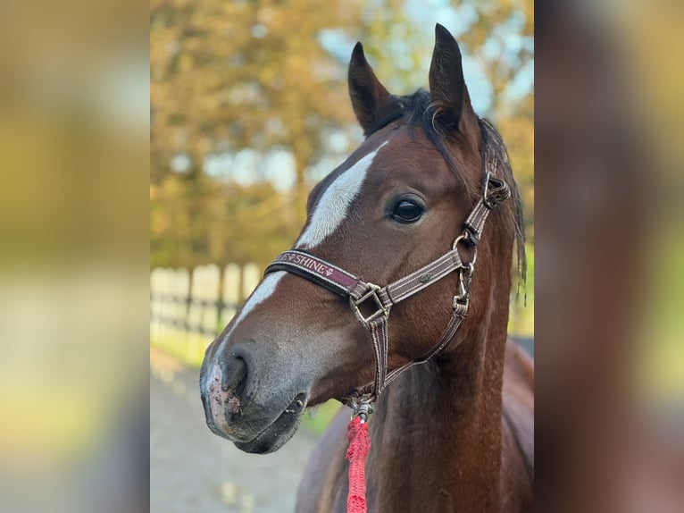 Deutsches Reitpony Hengst 1 Jahr Brauner in Wülfrath