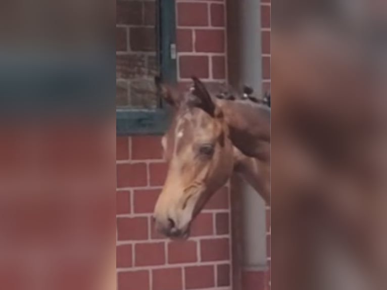 Deutsches Reitpony Hengst 1 Jahr Brauner in Ritterhude