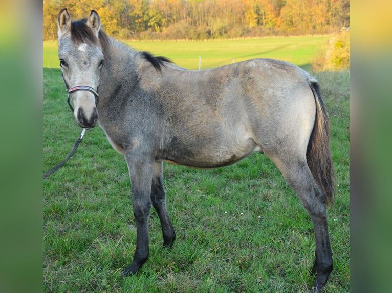 Deutsches Reitpony Hengst 1 Jahr Buckskin in Alsfeld