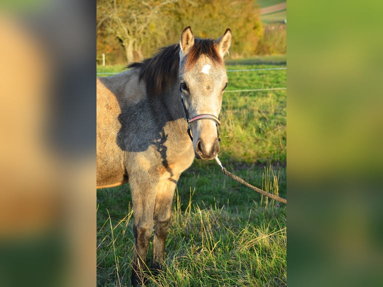 Deutsches Reitpony Hengst 1 Jahr Buckskin in Alsfeld