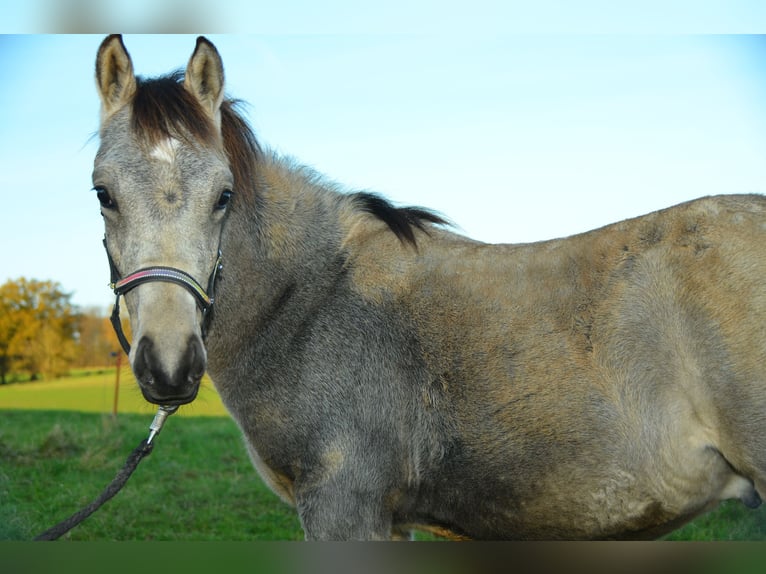 Deutsches Reitpony Hengst 1 Jahr Buckskin in Alsfeld